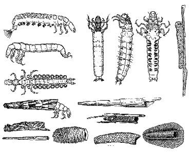 Личинки рисунок. Анаболия ручейник. Ручейник Свободноживущий личинка. Хищные личинки ручейника. Цикл развития ручейника.